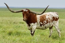 RJF CASANOVA SHEZA WHIP