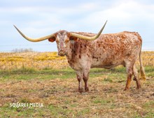 SHEZA SITTIN' PRETTY SRC