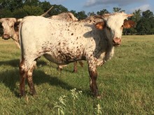 Tuff Working bull calf